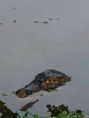 /album/fotogaleria-panama-zajazd-vy-a-my/zajazd-panama-46-jpg/